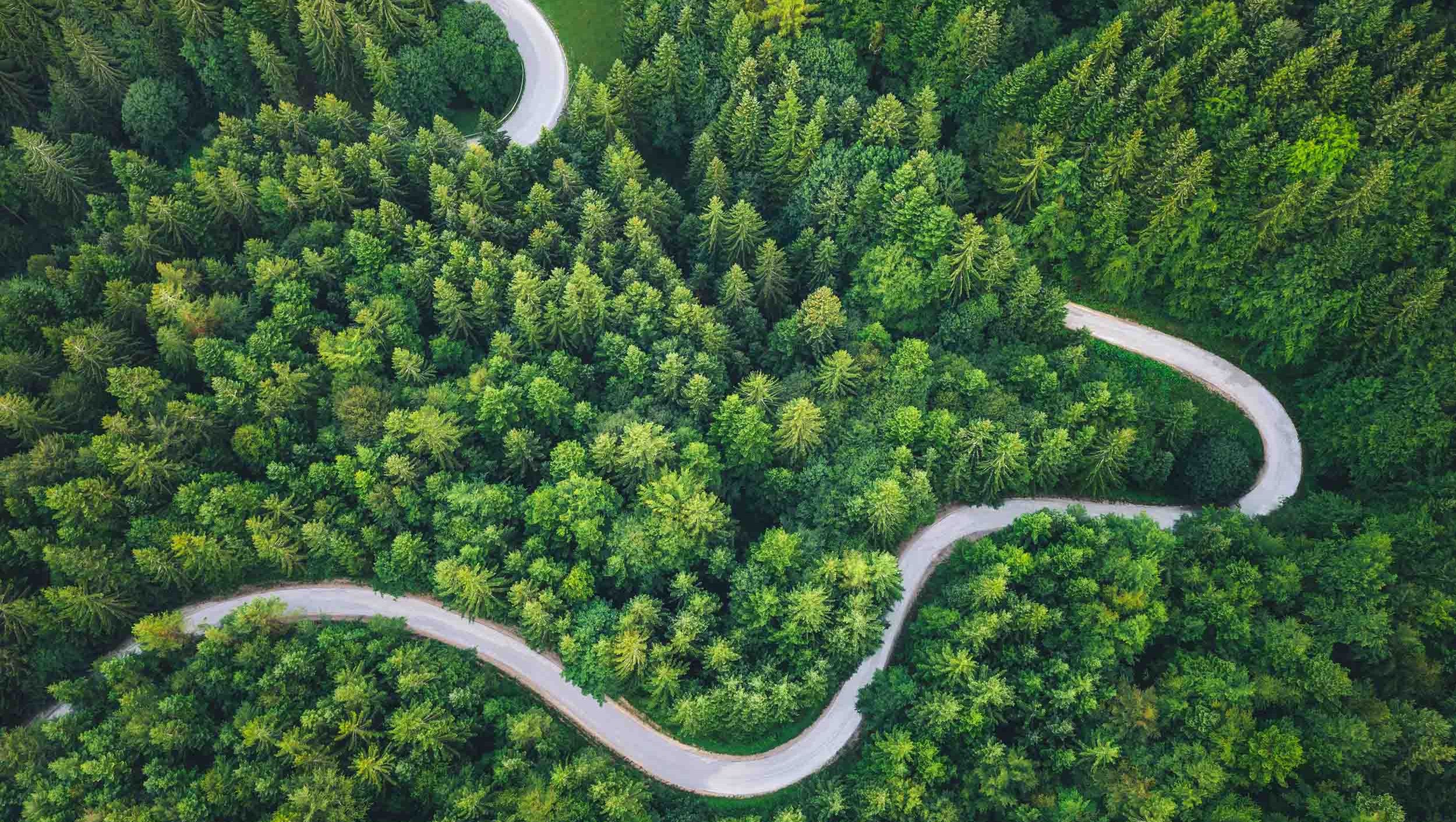 Dronefoto av skog og skogsvei